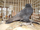 DSCN7079