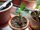 Adenium