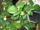 Camelia cumparata de la Dana de la Cluj