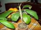 Plumeria