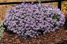 Lobularia maritima Lavender-