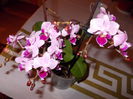 Phalaenopsis