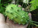 kiwano_