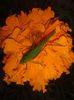 Copy of 20141004_173849