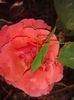 Copy of 20141004_174016