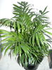 Palmieri areca de vanzare 35ron bucata