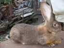 DE VANZARE  NOIEMBRIE  2014 039