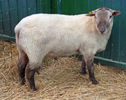 Berbec Charollais fara coarne