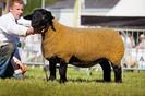 Berbec Suffolk mare de tot