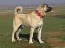 Ciobanasc de Anatolia-Kangal-100%