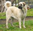 Ciobanesc de Anatolia-Kangal-65