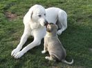 Ciobanesc de Anatolia-Kangal-76
