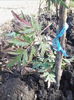 mur american-thornless evergreen