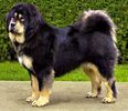 Ciobanesc de Tibet Mastif-9