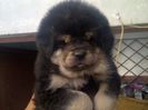 Ciobanesc de Tibet-Mastif