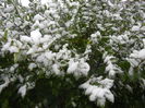 Early Winter (2014, October 25)