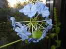 Plumbago auriculata (2014, Nov.04)