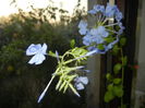 Plumbago auriculata (2014, Nov.04)