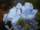 Plumbago auriculata (2014, Nov.04)