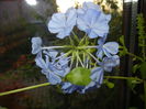 Plumbago auriculata (2014, Nov.04)