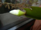White Schlumbergera (2014, Nov.04)