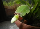 White Schlumbergera (2014, Nov.04)