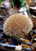 lycoperdon echinatum