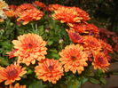 Orange Chrysanthemum (2014, Nov.02)