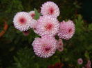 Chrysanth Bellissima (2014, Nov.02)