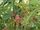 DSCN2558