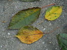 DSCN2594