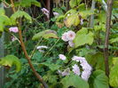 DSCN2617