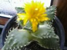 faucaria boscheyanna