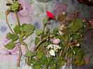 Multumesc Georgeta