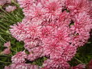 Pink Chrysanthemum (2014, Nov.02)