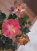 20141104_113852
