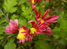 Purple & Yellow Chrysanth (2014, Nov.02)