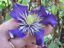 ultima floare de clematita