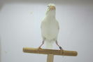 IMG_0641 - Copy