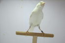 IMG_0642 - Copy