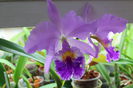 Cattleya labiata