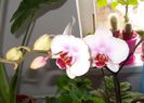 Phalaenopsis