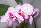Phalaenopsis
