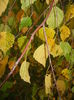 Betula pendula Youngii (2014, Nov.02)