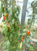 Goji Korean Big-azi 6.11.2014