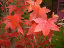 Liquidambar styraciflua (2014, Nov.02)