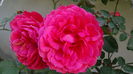 DSC01971