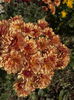 DSC00890