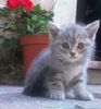 British Shorthair Kyti pui