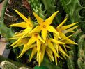orbea lutea